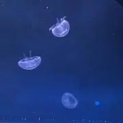 mochiの画像