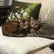 なな、はち、くー、まるちゃん