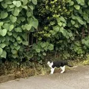 neco☺︎の画像