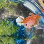 ぷくりんの画像