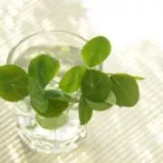 のん.CO