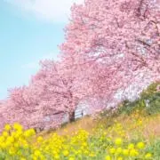ぺんぎん＊の画像