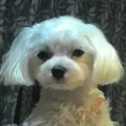 rabu