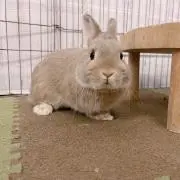 Shueitaの画像