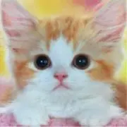 SAの画像