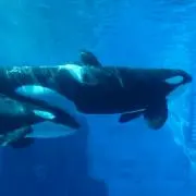 あんずの画像