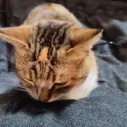 tsの画像