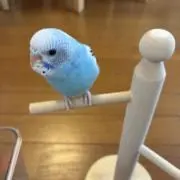ohanahonpoの画像