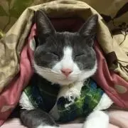 ちんあなごjr.の画像