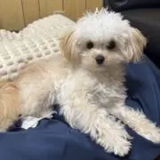 ちぃの画像