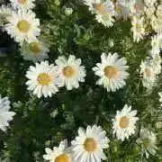 ma.  ※プロフ必読の画像