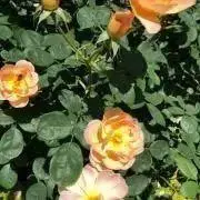 ☆ローズ☆の画像