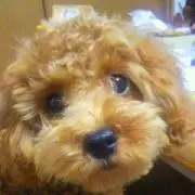 シュナ☆プー