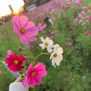 ★の画像