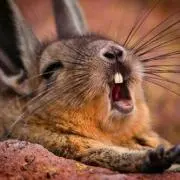 Bunny.