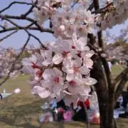 チャーの画像