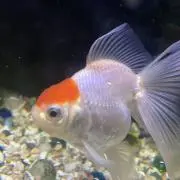 りままの画像