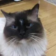 虎太郎
