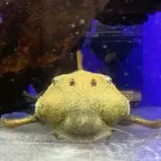 スケポーの画像