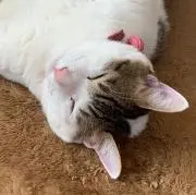 りん プロフ読んでください( ᵕᴗᵕ )