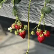 ツンツン