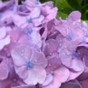 pannda 　***プロフ必読***の画像