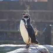 チャッピー