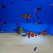 あっこ