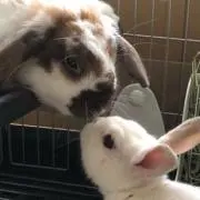 ちびパンの画像