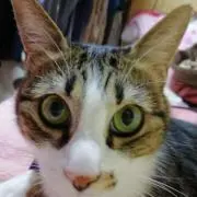 ちびちゃんの画像