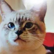 舜丸木の画像