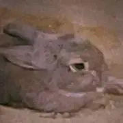 Nachiの画像