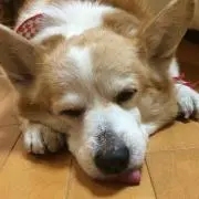 ミツこ