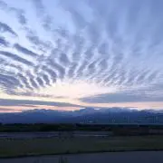 青豆