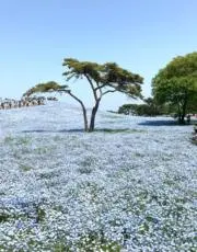 みかん ♪ ☆丁寧に発送します☆の画像
