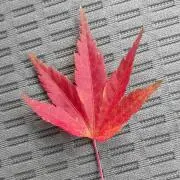 二児パパ(プロフ必ず閲覧して下さい)の画像