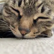 にっちゃん