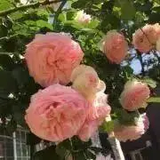 ★プロフ必読★チー君の画像