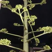 Hの画像