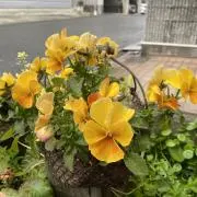 ぷぅーの画像