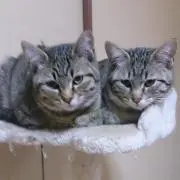 なお【24時間以内に発送いたします。】の画像