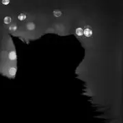 奏猫 *プロフィール必須*