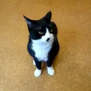 こひまるの画像