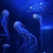 y【断捨離中 出品多数】の画像