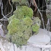 ニナ
