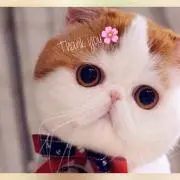 ごま☆とらの画像