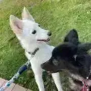 凛の画像