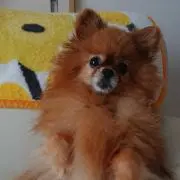 まりにゃん
