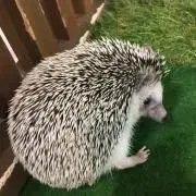 ＫＡＫＯの画像