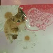 にゃんこの画像
